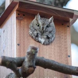 Meet your Posher, Kirby